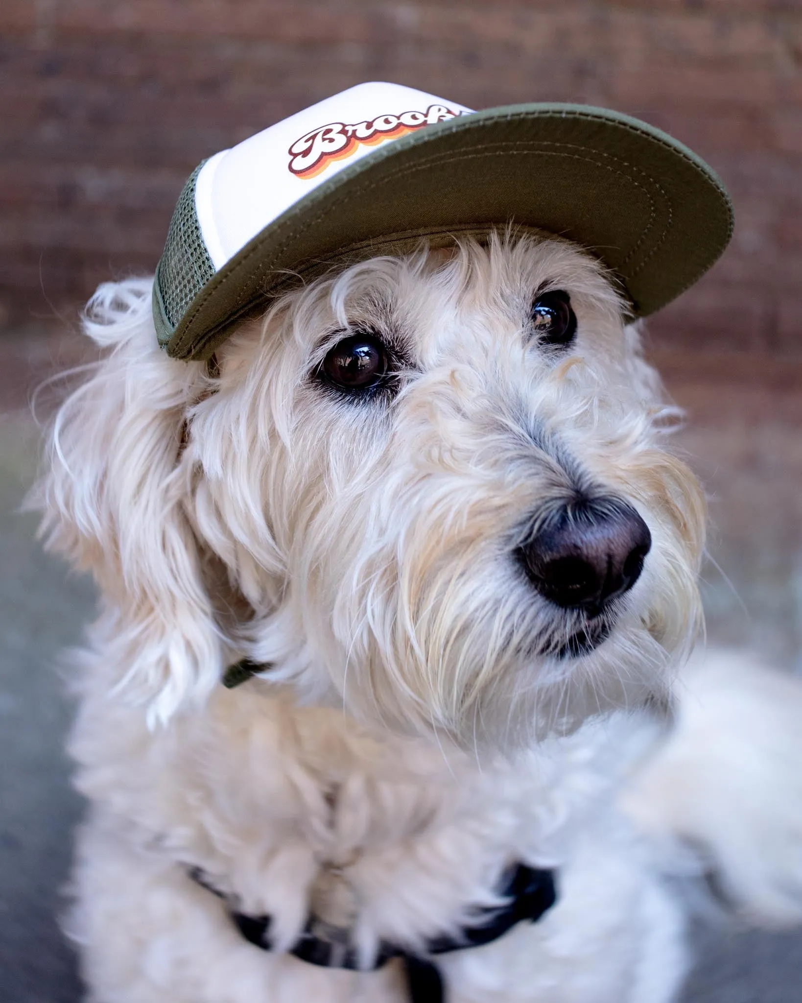 Brooklyn Pet Trucker Hat (DOG & CO. EXCLUSIVE)