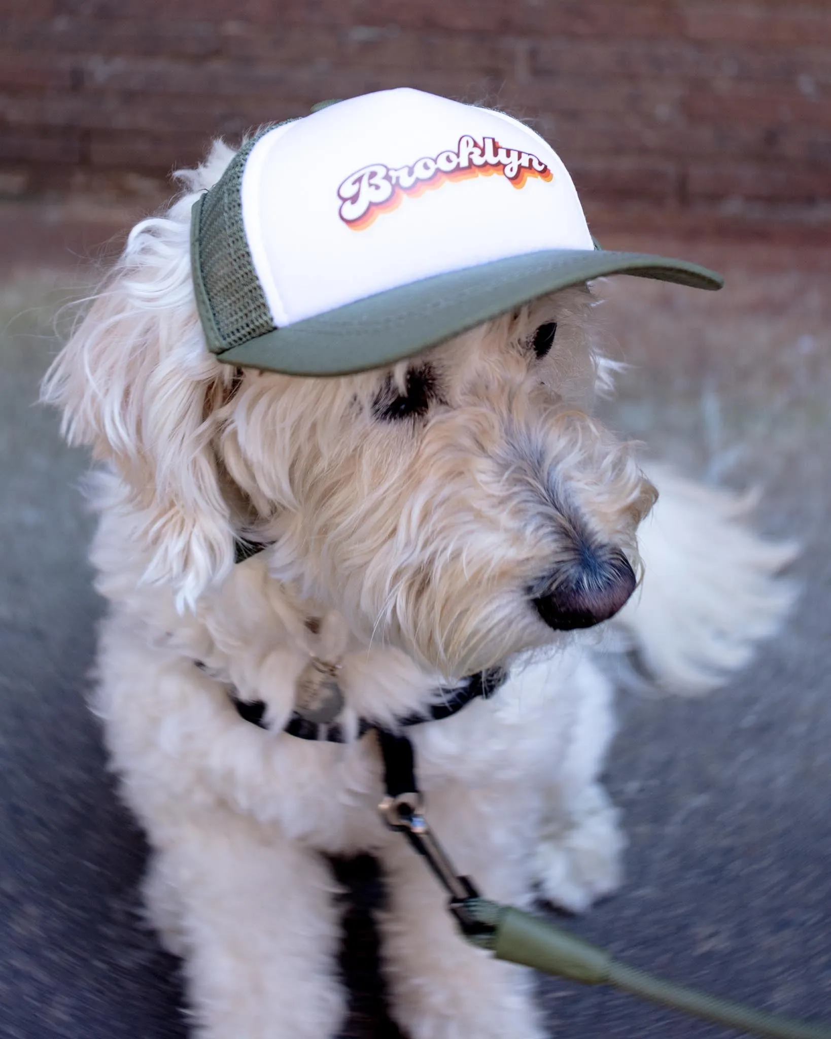 Brooklyn Pet Trucker Hat (DOG & CO. EXCLUSIVE)