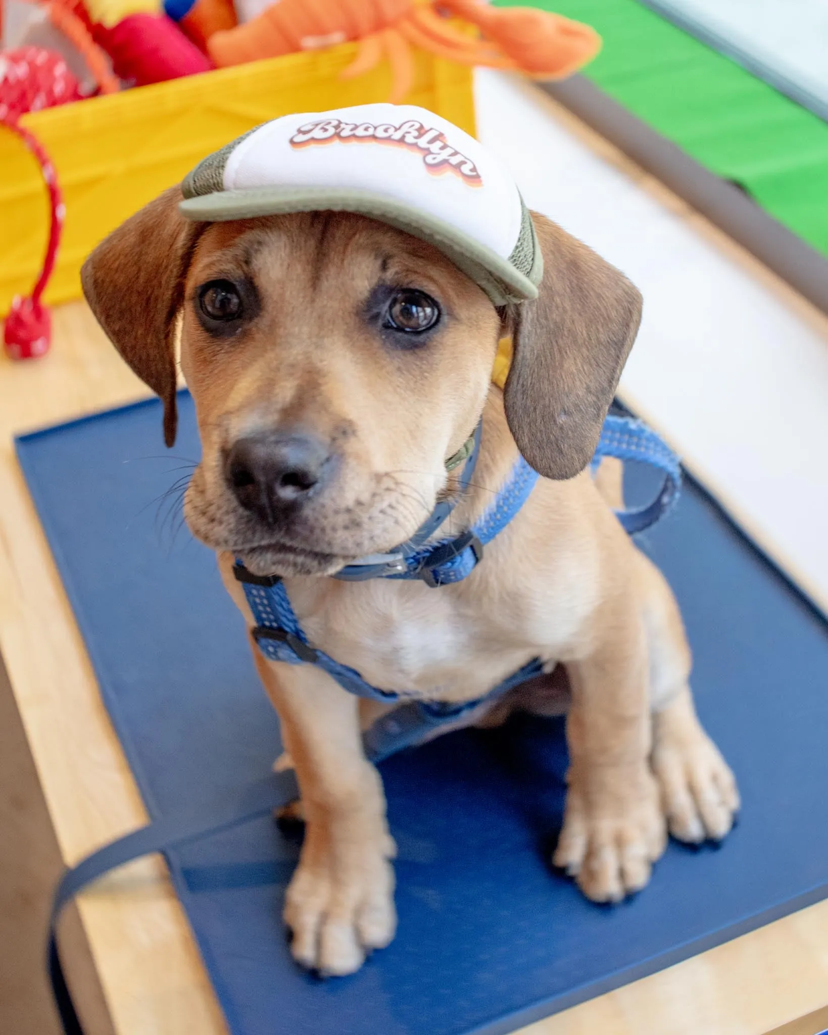 Brooklyn Pet Trucker Hat (DOG & CO. EXCLUSIVE)