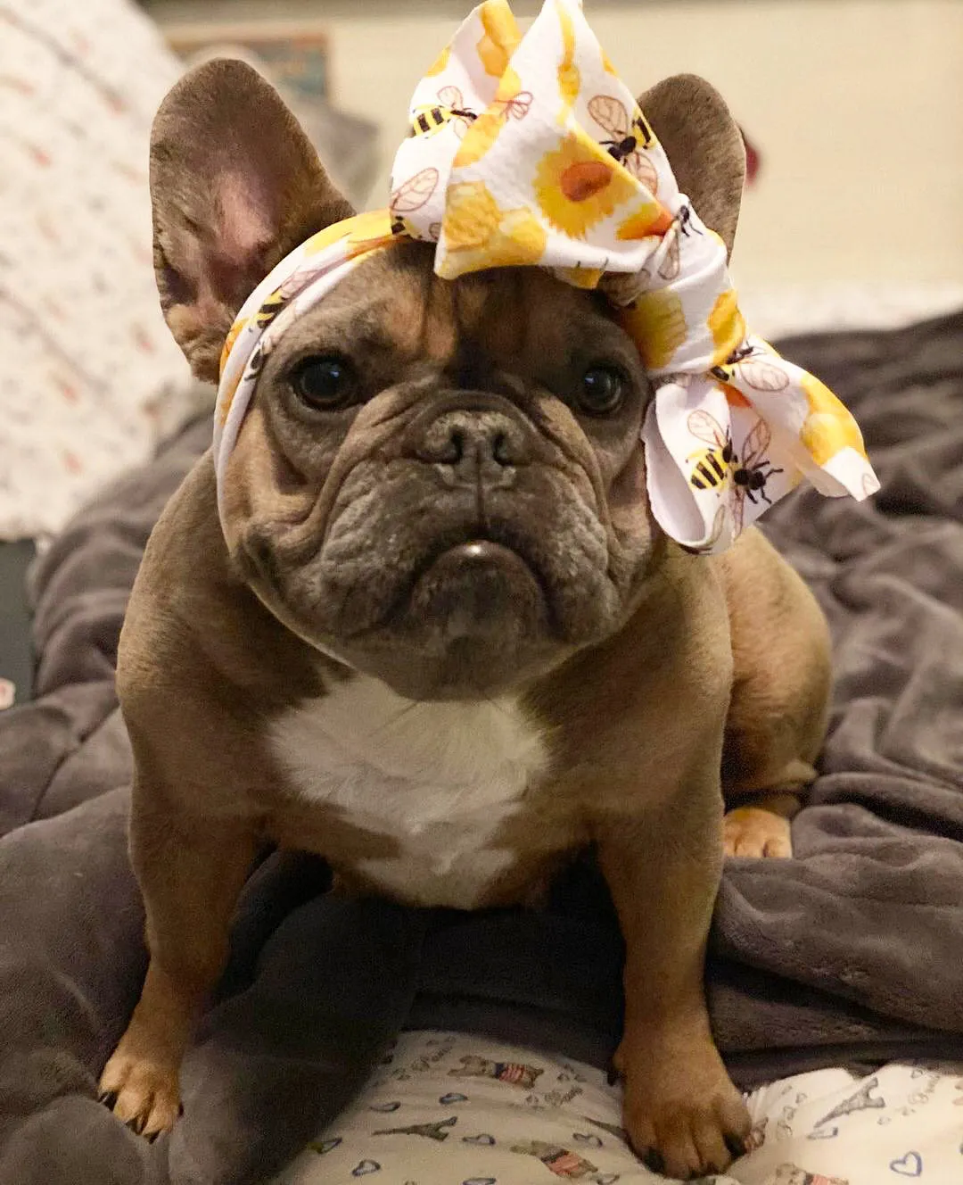 Frenchiestore Pet Head Bow | Honey Bee
