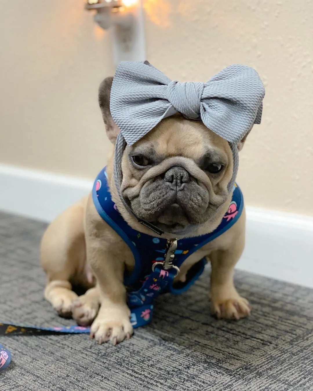 Frenchiestore Pet Head Bow | Silver