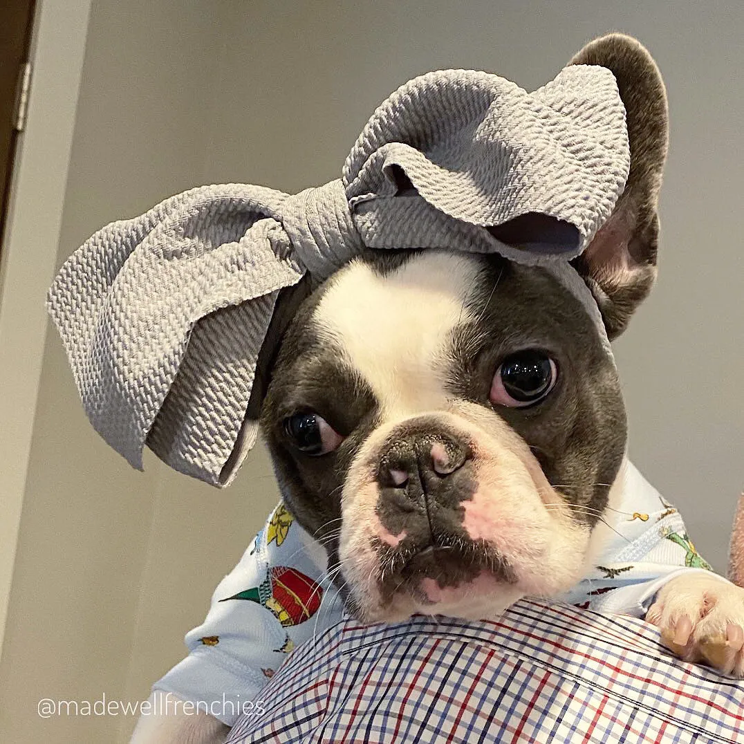 Frenchiestore Pet Head Bow | Silver