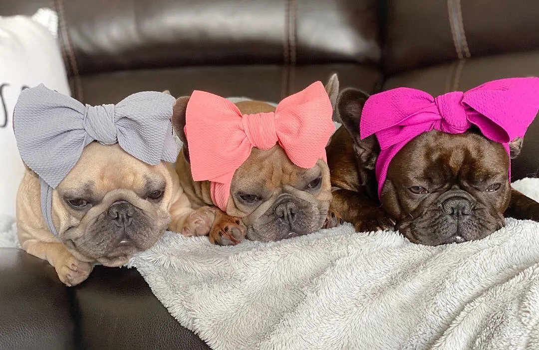 Frenchiestore Pet Head Bow | Silver