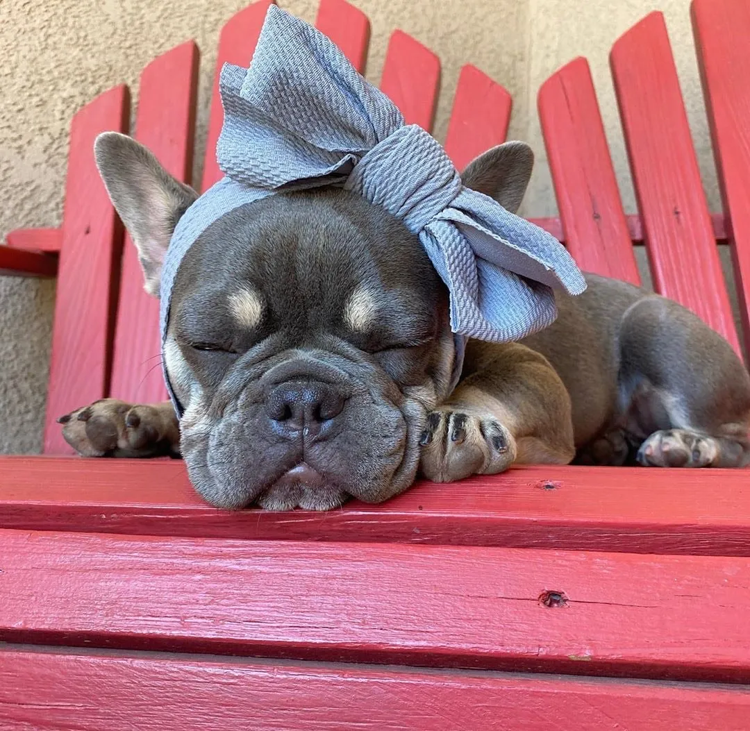 Frenchiestore Pet Head Bow | Silver