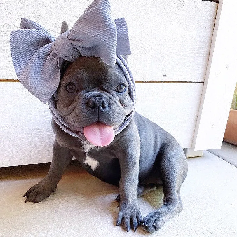 Frenchiestore Pet Head Bow | Silver