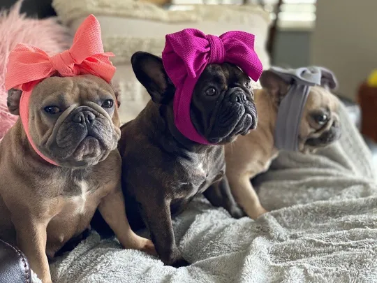 Frenchiestore Pet Head Bow | Silver