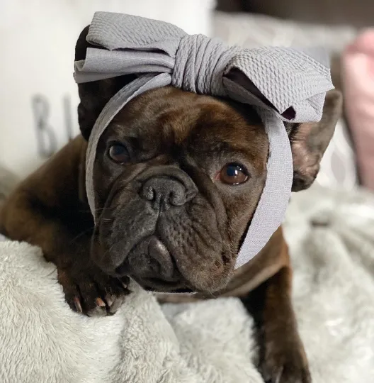 Frenchiestore Pet Head Bow | Silver