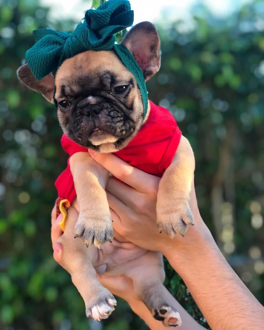 Frenchiestore Pet Head Bow | Teal