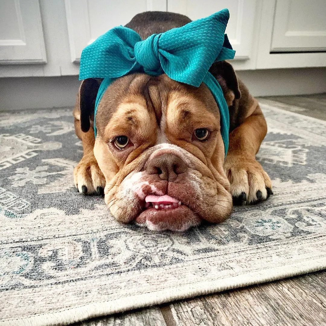Frenchiestore Pet Head Bow | Teal